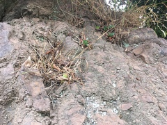 Dudleya farinosa