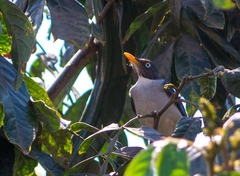 Turdus reevei