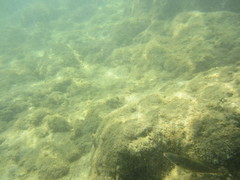 Stethojulis balteata