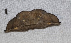 Xenomusa metallica