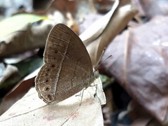 Mycalesis janardana