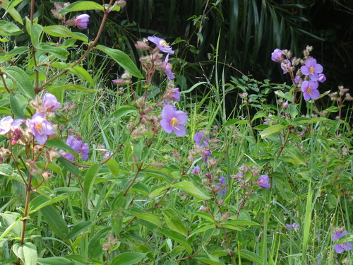 Osbeckia stellata, photograph 2