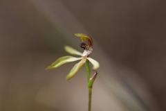 Caladenia atradenia