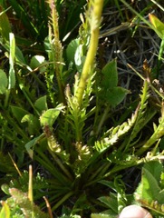 Pedicularis attollens