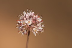 Allium tarkhankuticum