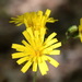 Hieracium - Photo (c) Вадим, some rights reserved (CC BY-NC), uploaded by Вадим