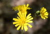 Hieracium - Photo (c) Вадим, some rights reserved (CC BY-NC), uploaded by Вадим
