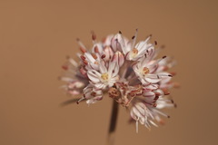 Allium tarkhankuticum