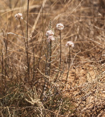 Allium tarkhankuticum
