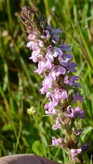 Pedicularis attollens