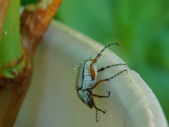 Macrodactylus mexicanus