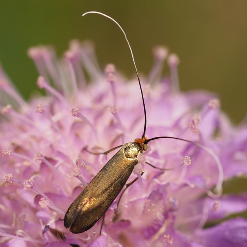 Buožaininė Ilgaūsė Makštinė Kandis nuotrauka