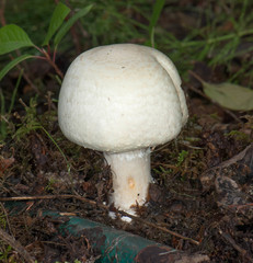Agaricus crocodilinus