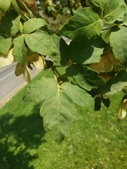 Acer griseum