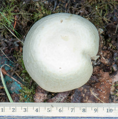 Agaricus crocodilinus