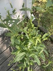 Erechtites hieraciifolius