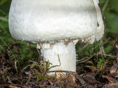 Agaricus crocodilinus