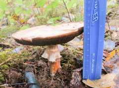 Agaricus crocodilinus