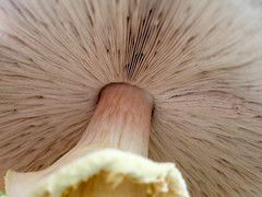 Agaricus crocodilinus