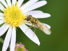 Platycheirus scutatus