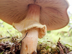 Agaricus crocodilinus