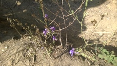 Delphinium halteratum