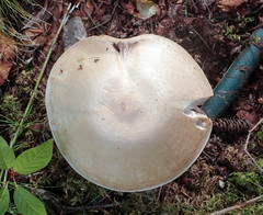 Agaricus crocodilinus