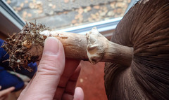 Agaricus crocodilinus