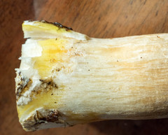 Agaricus crocodilinus