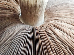 Agaricus crocodilinus