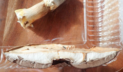 Agaricus crocodilinus