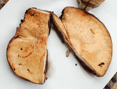 Agaricus crocodilinus