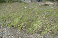 Agrostis exarata