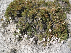 Polemoniaceae