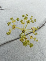 Annesorhizeae