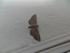 Eupithecia millefoliata