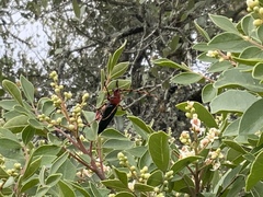 Stenaspis verticalis insignis