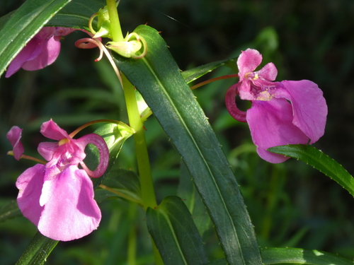 Image of Impatiens chinensis by (c) Aaron Liston, some rights reserved (CC BY)