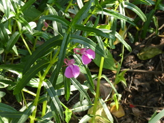 Impatiens chinensis