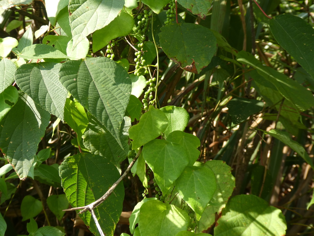 Cyclea hypoglauca