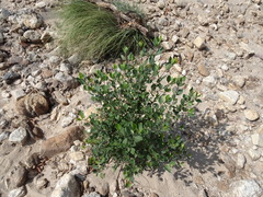 Mandevilla brachysiphon