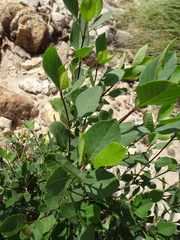 Mandevilla brachysiphon
