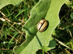 Leptinotarsa defecta