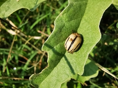 Leptinotarsa defecta