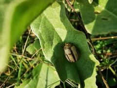 Leptinotarsa defecta