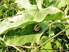 Leptinotarsa defecta