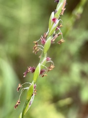 Amphicarpum muehlenbergianum