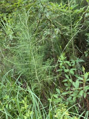 Amphicarpum muehlenbergianum