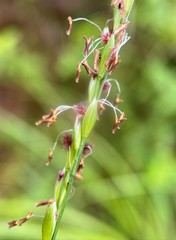 Amphicarpum muehlenbergianum