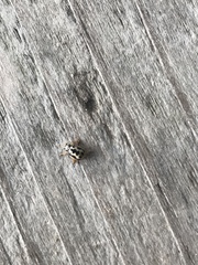 Anisosticta bitriangularis